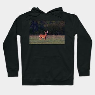 Deer in the Meadow - White-tailed deer Hoodie